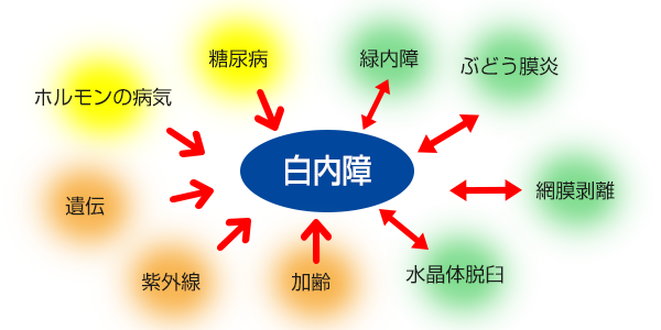 愛犬が白内障に 失明する前にできること