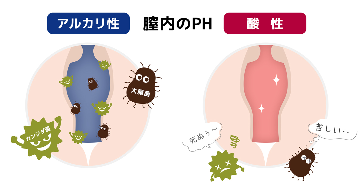 デーデルライン桿菌とは膣内に存在する特殊な乳酸菌です。デーデルライン桿菌が少なくなったり、死んでしまうと膣内は「アルカリ性」に傾きます