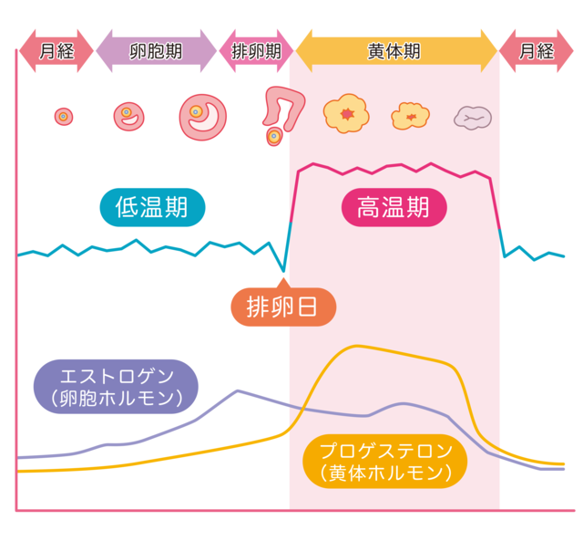 排卵障害のひとつ 多嚢胞性卵巣症候群 Pcos とは 自宅で治せる