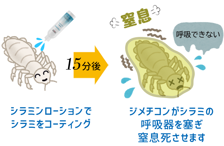 シラミンローションでシラミをコーティングそして、ジメチコンがシラミの呼吸器を塞ぎ窒息死させます