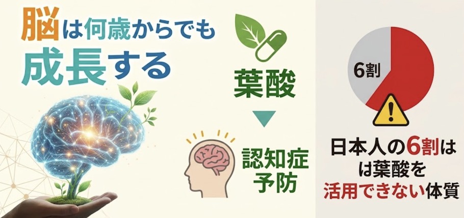 脳は何歳からでも成長する