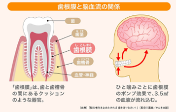 歯根膜と脳血流の関係