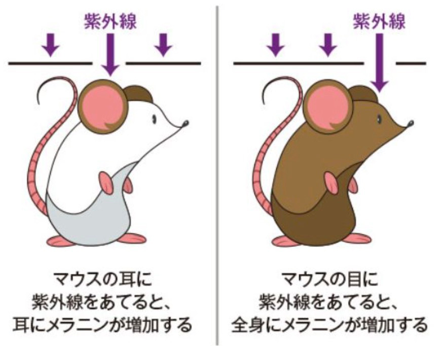 目に紫外線を当てたマウスは全身のメラニン色素が増加したという結果が出ています