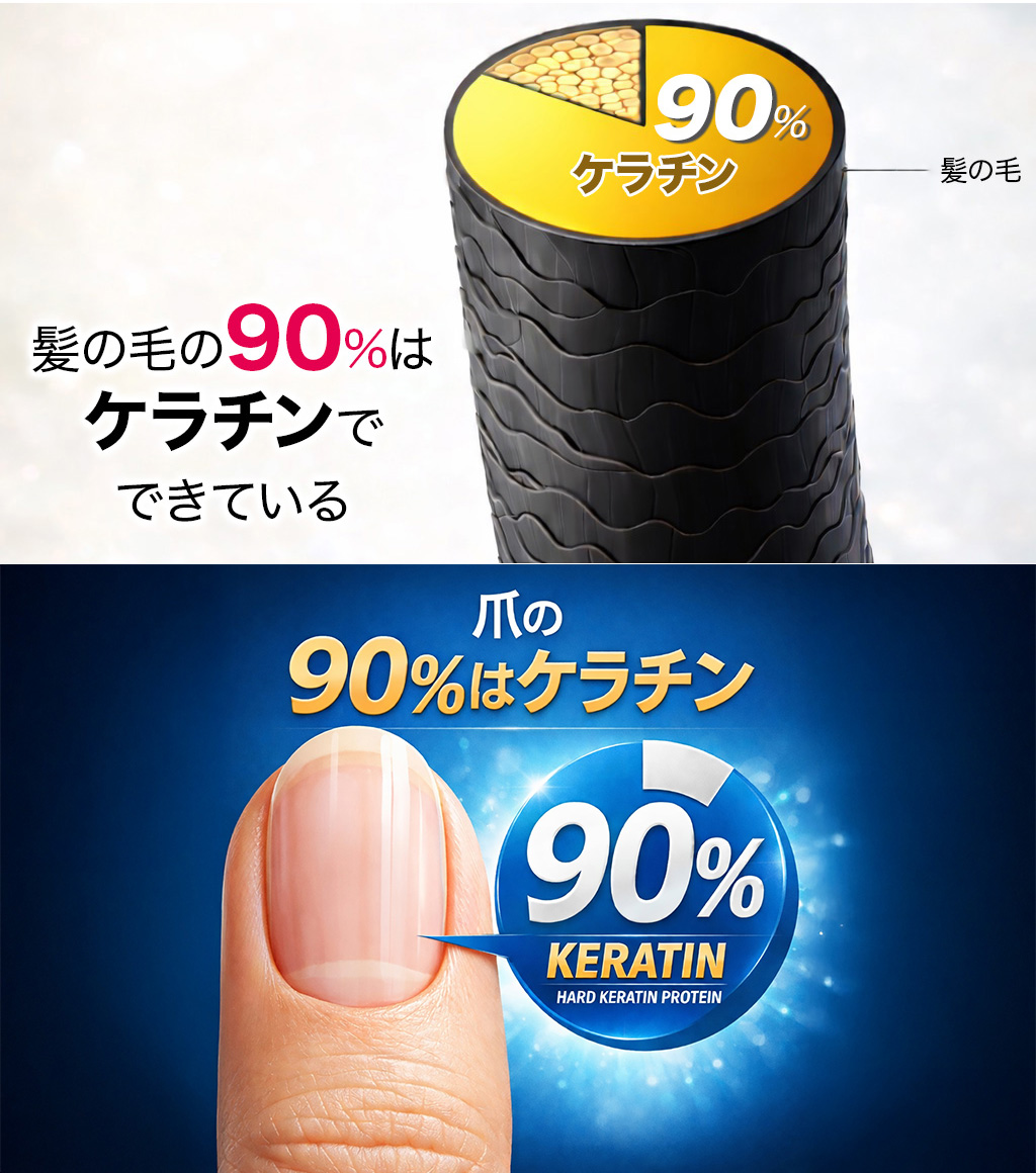 髪の毛と爪の90％以上はケラチン