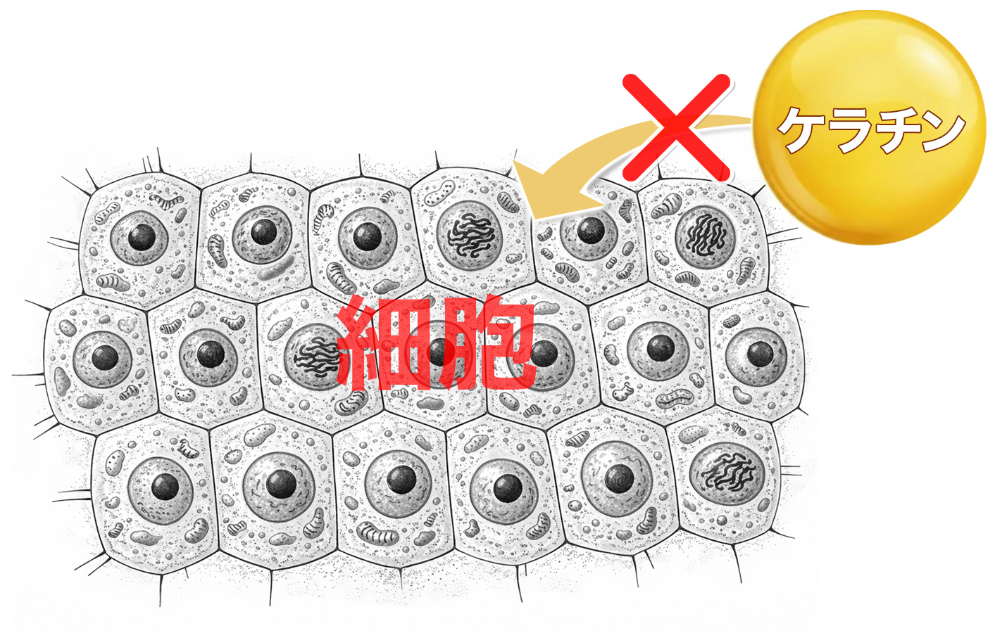 ケラチンは分子が大きくて髪の中・皮膚の中に入らない