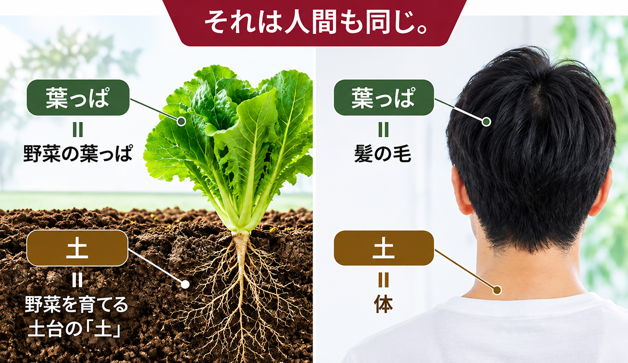 野菜を育てるとき、葉っぱに肥料を振りかけるでしょうか?そうではなく、野菜を育てる土台の「土」を柔らかく耕して、そこに肥料を与えますよね