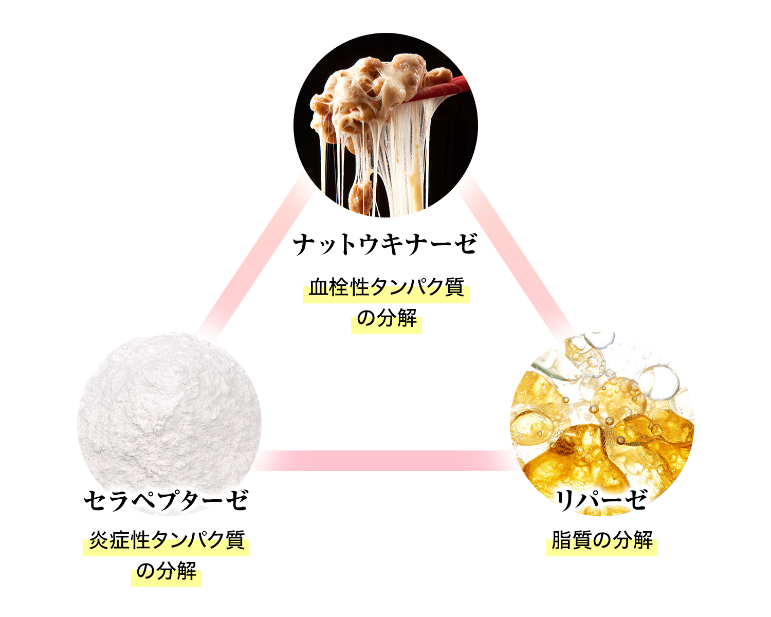 セラペプターゼ・リパーゼ・納豆キナーゼ