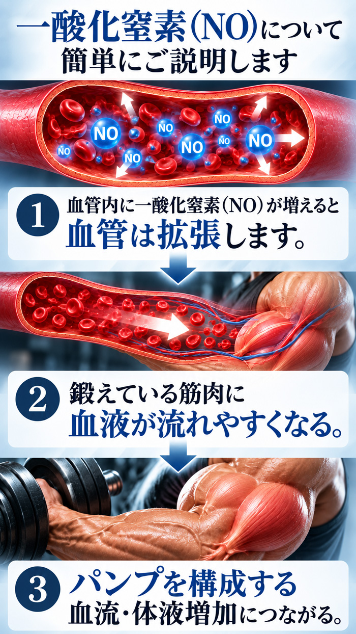 一酸化窒素NOと血流によるパンプの仕組み