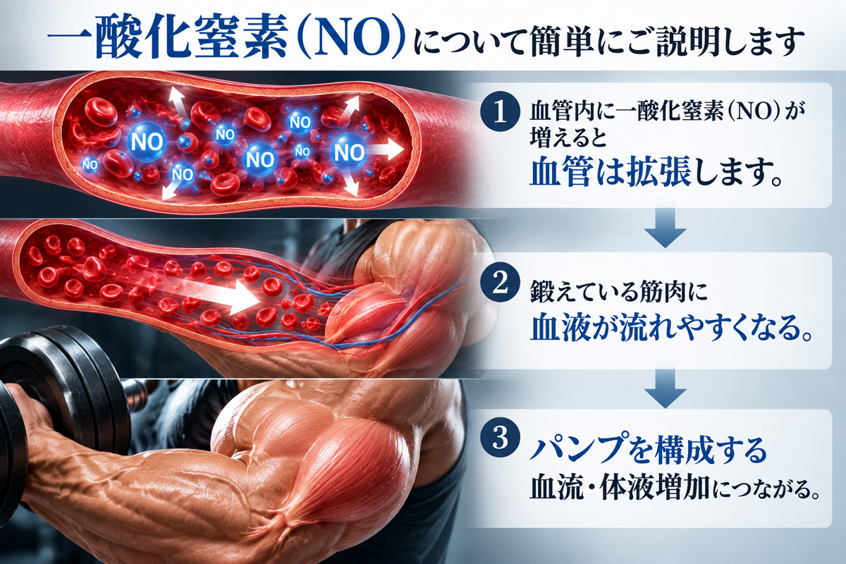 一酸化窒素NOと血流によるパンプの仕組み
