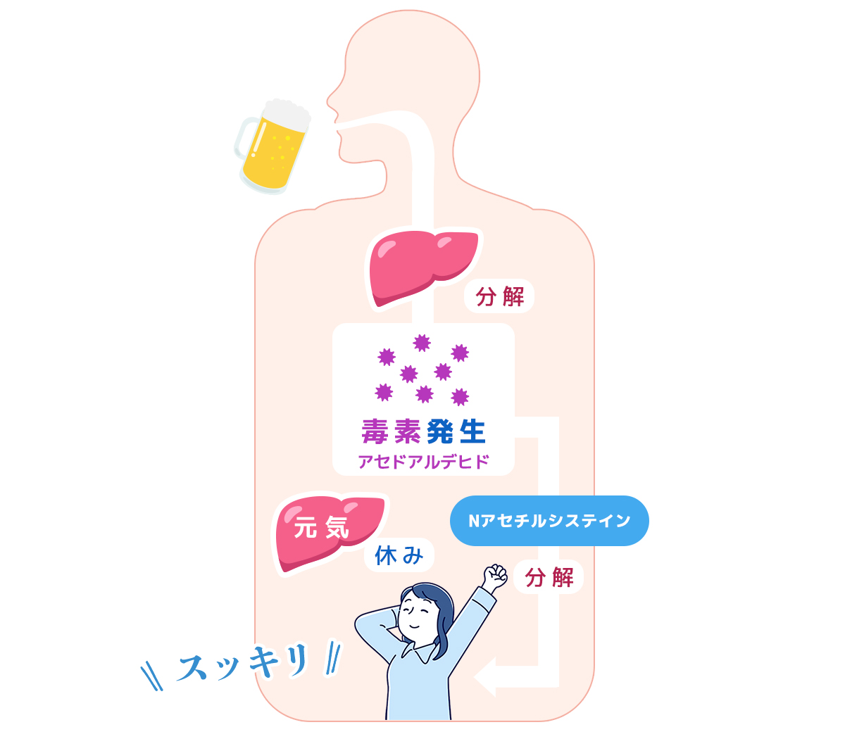 肝臓のAST・ALT・γ-GTP数値を改善するサプリ「ドクターズチョイス 