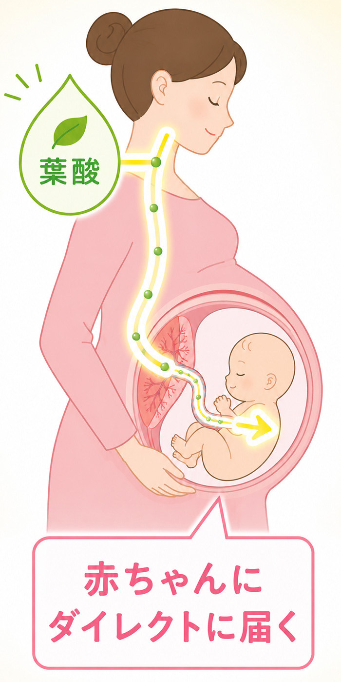 母体→赤ちゃんへ栄養（葉酸）がダイレクトに届く