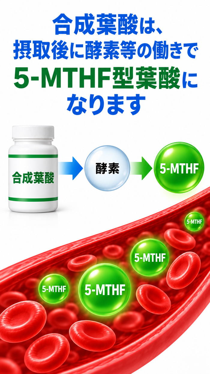 合成葉酸が摂取後に酵素などの働きで5-MTHF型葉酸になる流れを示した図。上部に説明文、中央に合成葉酸のボトルから酵素を経て5-MTHFへ変化する図解、下部に血管内を流れる5-MTHFのイメージを配置した画像
