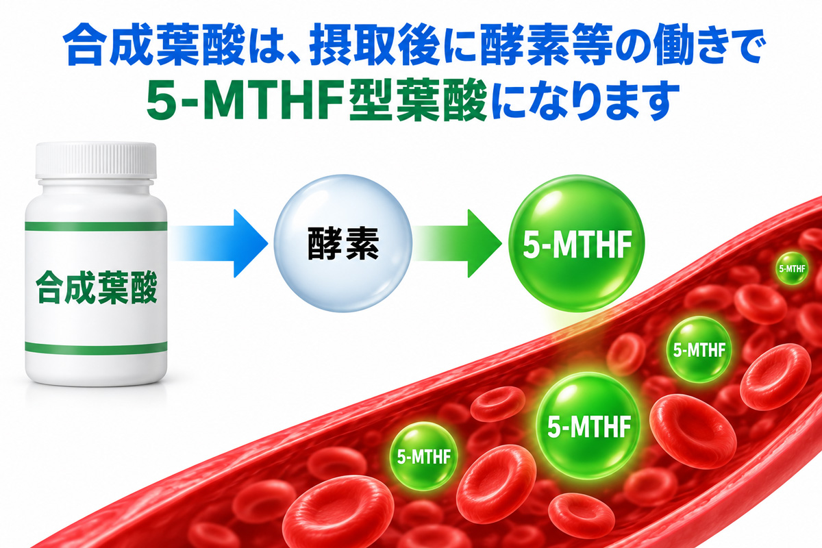 合成葉酸が摂取後に酵素などの働きで5-MTHF型葉酸になる流れを示した図。上部に説明文、中央に合成葉酸のボトルから酵素を経て5-MTHFへ変化する図解、下部に血管内を流れる5-MTHFのイメージを配置した画像