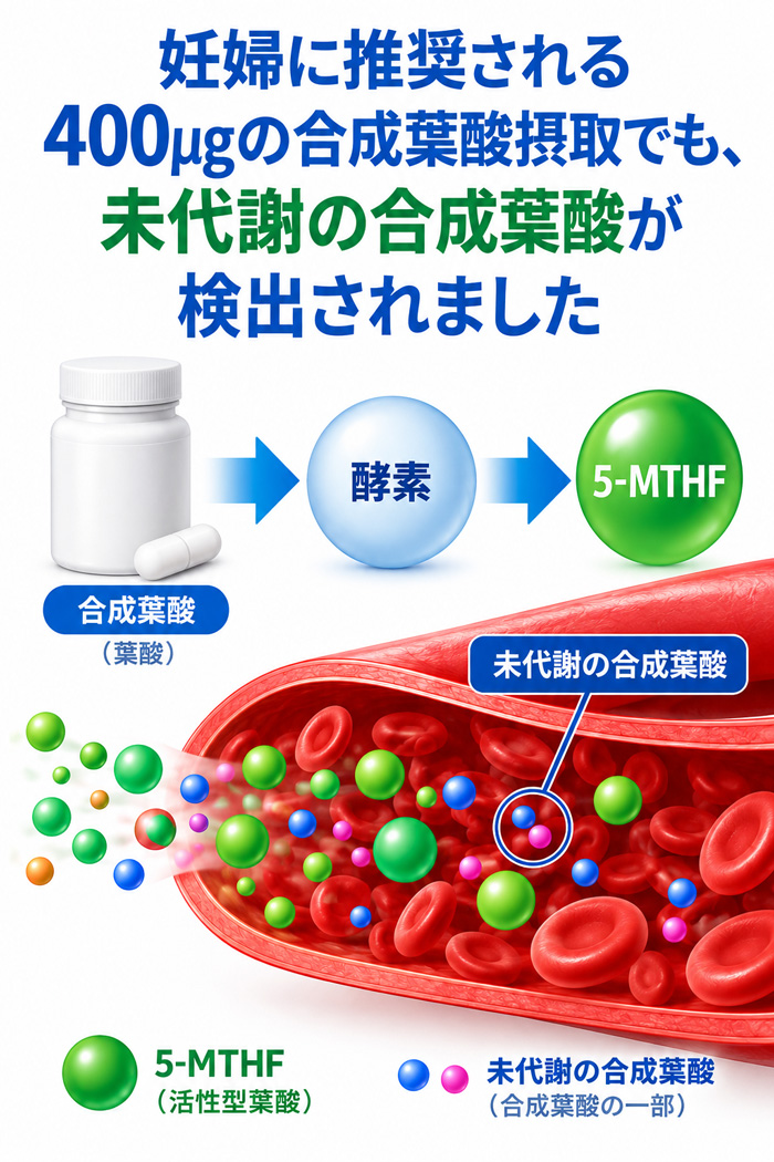 妊婦に推奨される400μgの合成葉酸摂取でも未代謝の合成葉酸が検出されたことを示す図。上部に説明文、中央に合成葉酸から酵素を経て成分が変化する流れ、右側に血管内で未代謝の合成葉酸が存在する様子、下部に5-MTHFと未代謝の合成葉酸の凡例を配置した画像