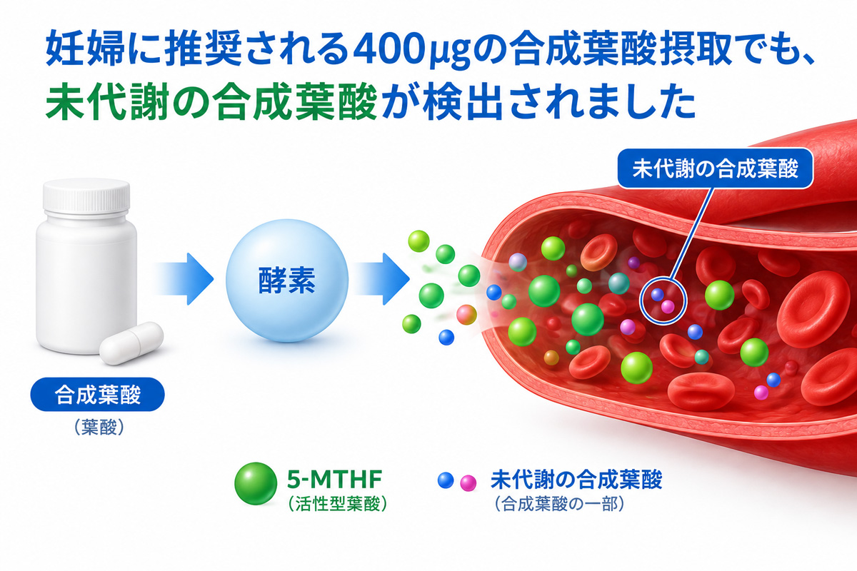妊婦に推奨される400μgの合成葉酸摂取でも未代謝の合成葉酸が検出されたことを示す図。上部に説明文、中央に合成葉酸から酵素を経て成分が変化する流れ、右側に血管内で未代謝の合成葉酸が存在する様子、下部に5-MTHFと未代謝の合成葉酸の凡例を配置した画像