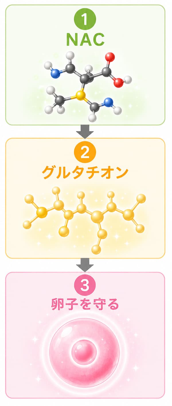 NAC→グルタチオン→卵子を守る