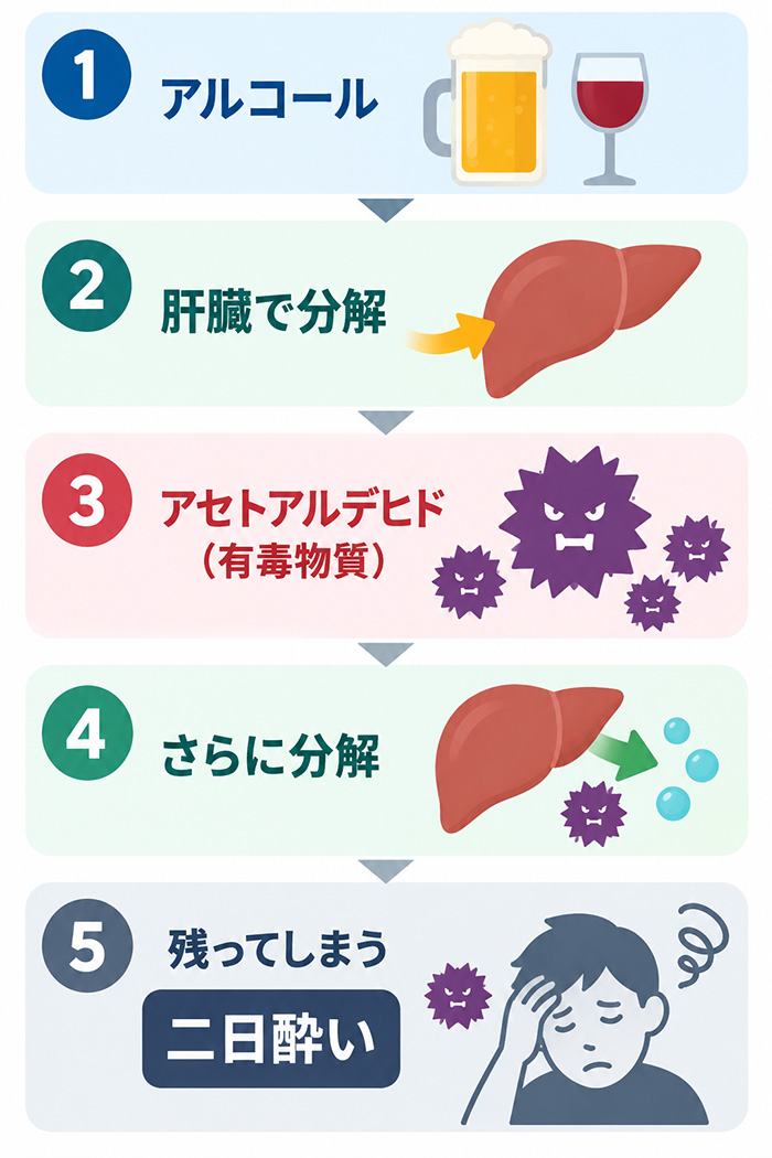 なぜ二日位酔いになる