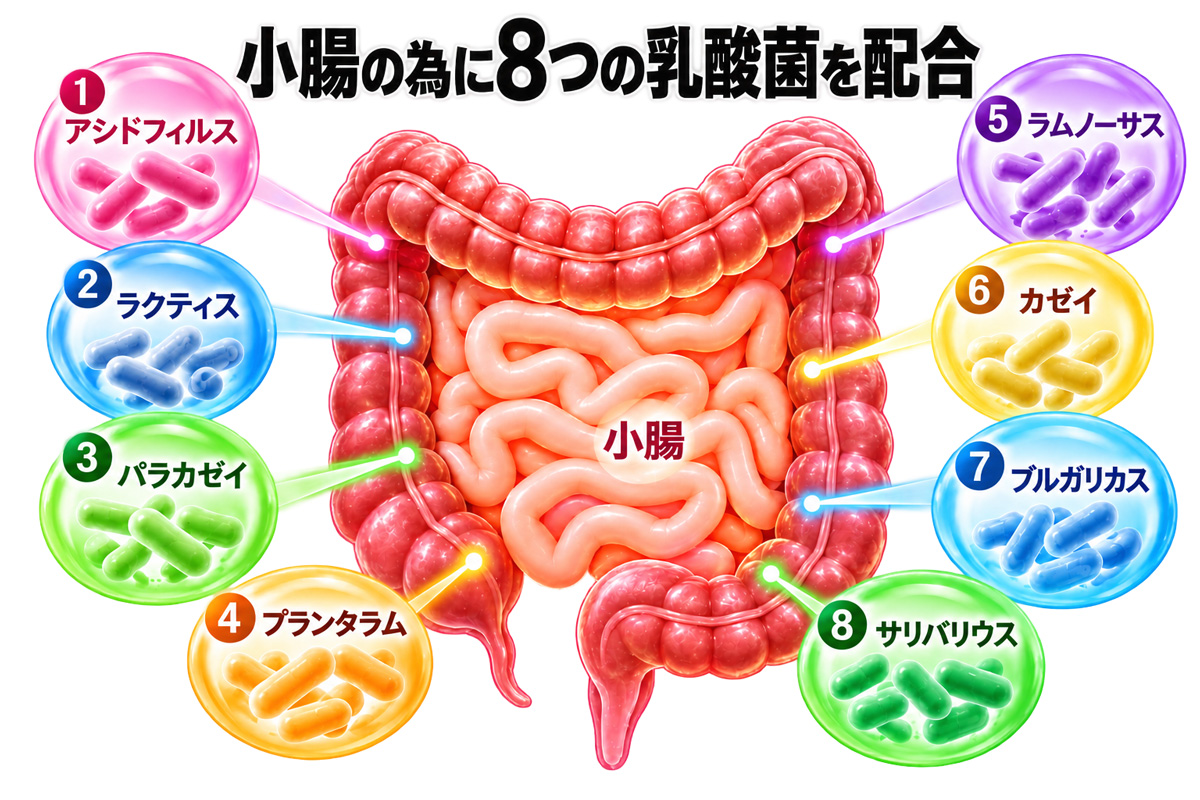 小腸のために8つの乳酸菌を配合。中央に小腸のイラストを配置し、周囲にアシドフィルス、ラクティス、パラカゼイ、プランタラム、ラムノーサス、カゼイ、ブルガリカス、サリバリウスの8種類を番号付きで示した図