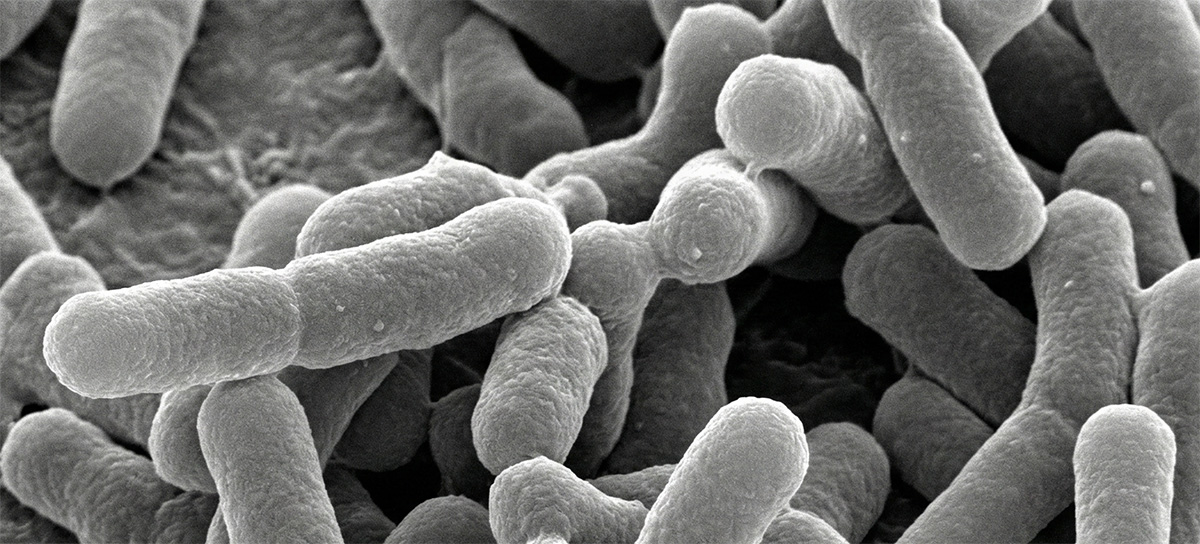 チャンピオン菌種